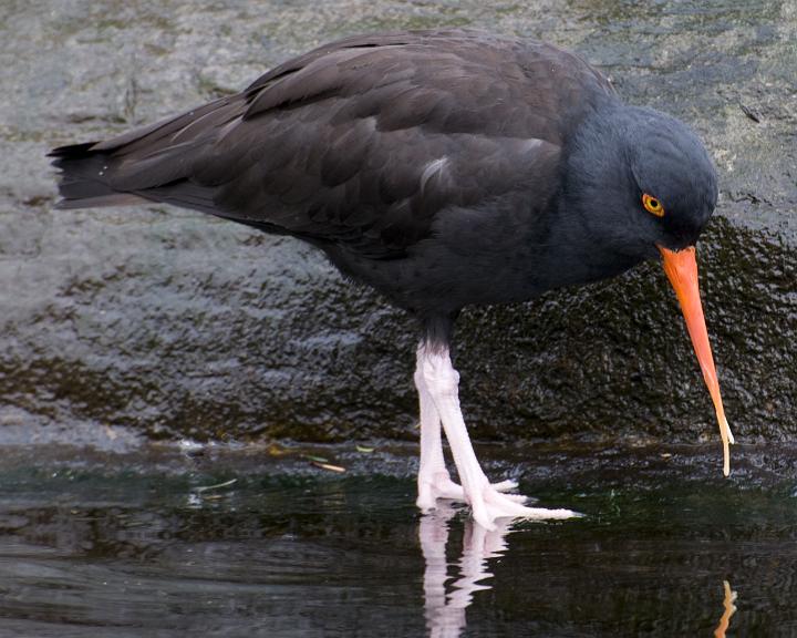 Oyster Catcher 1457.jpg